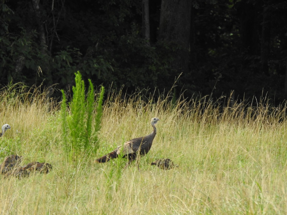 Wild Turkey - ML248467291