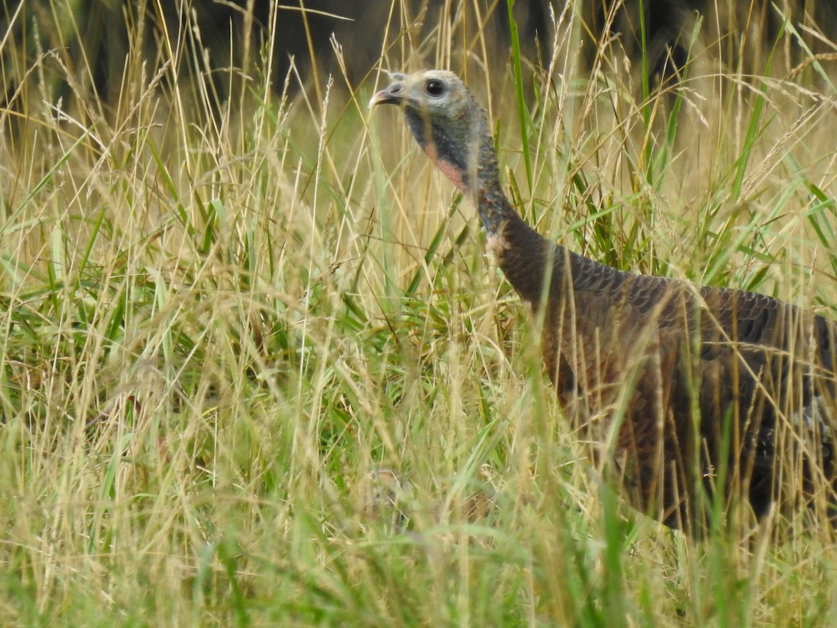 Wild Turkey - ML248467301