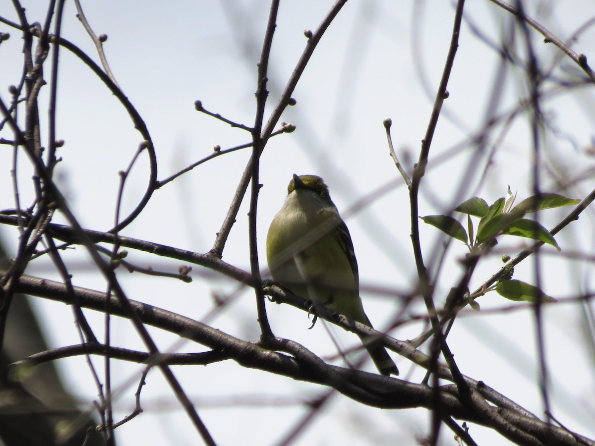 White-eyed Vireo - Brian Henderson