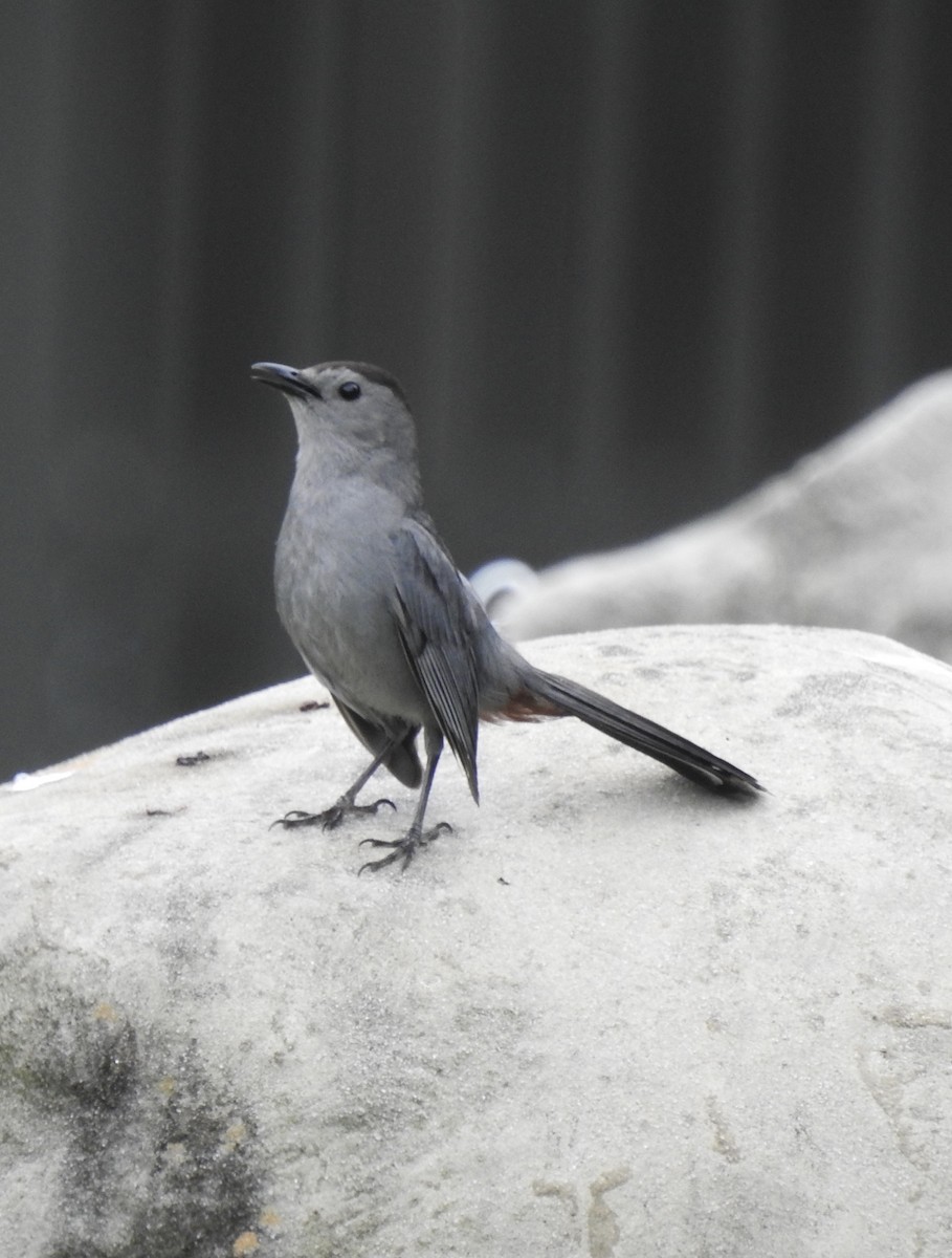 Gray Catbird - ML248467621