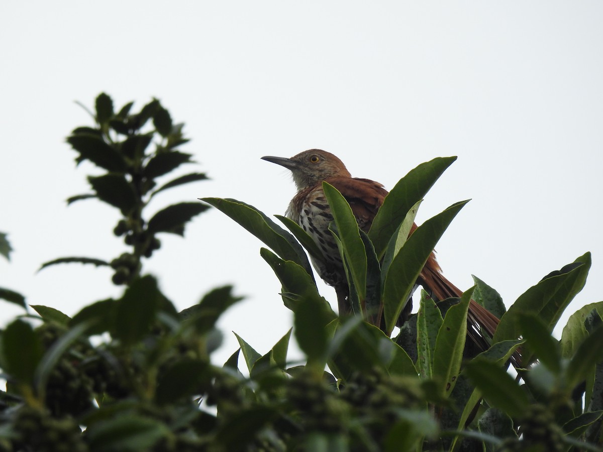 Brown Thrasher - Nan Dewire