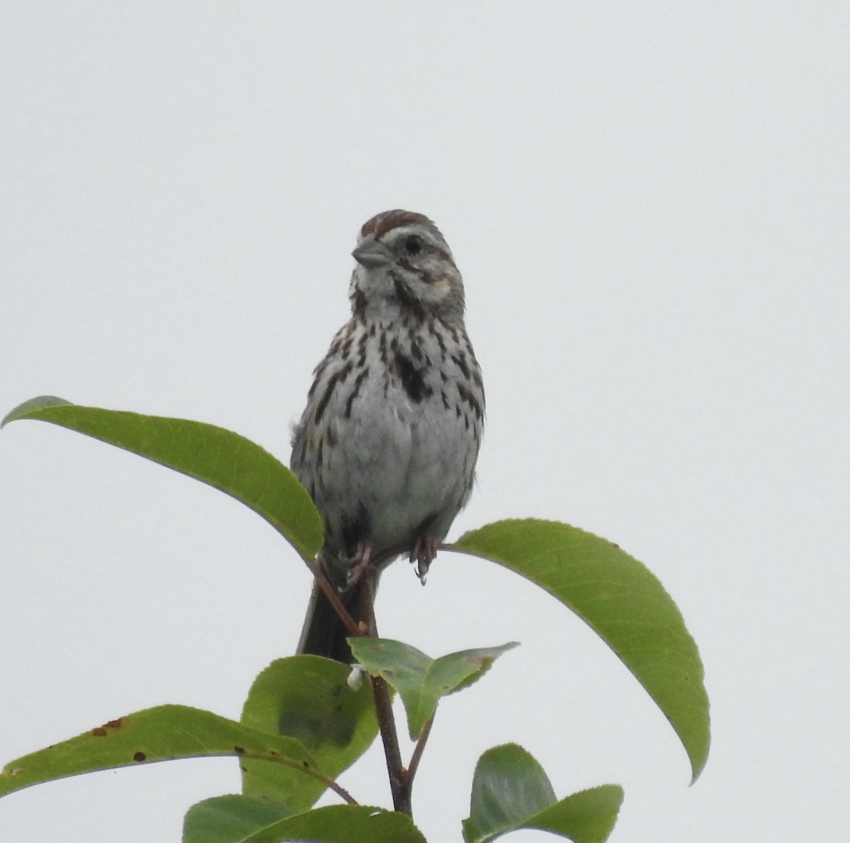 Song Sparrow - ML248467801