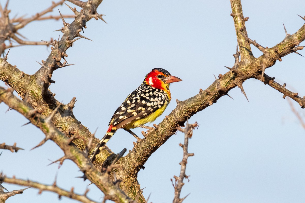 Red-and-yellow Barbet - ML248468001