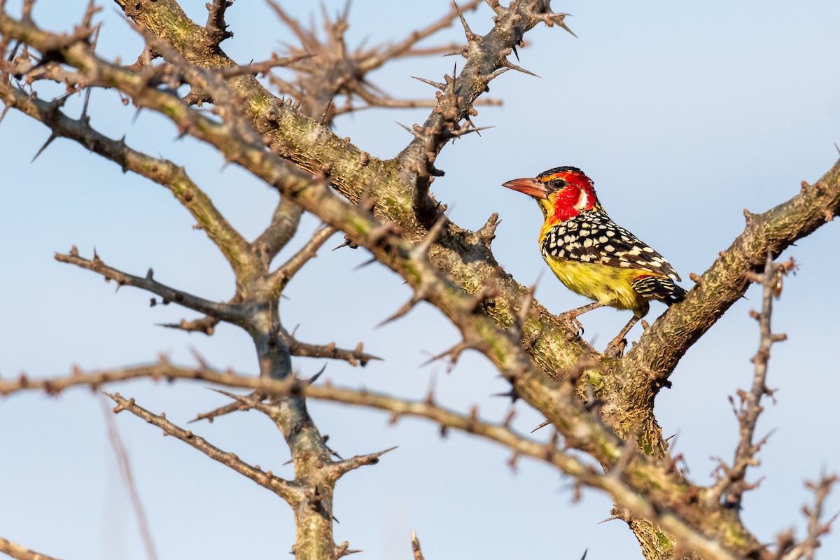 Red-and-yellow Barbet - ML248468021