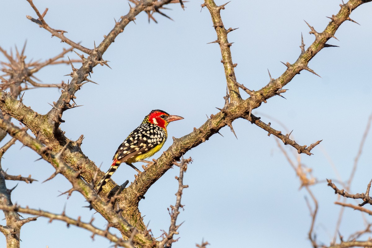 Red-and-yellow Barbet - ML248468031