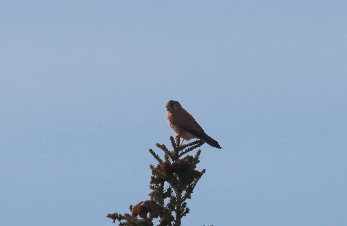 Eurasian Kestrel - Are Nakrem