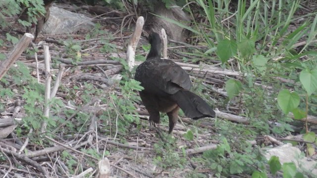 Dusky-legged Guan - ML248470181