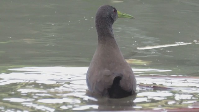 Blackish Rail - ML248470211