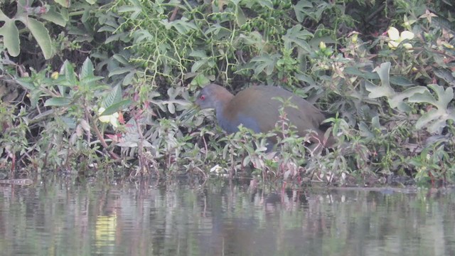 Slaty-breasted Wood-Rail - ML248470381