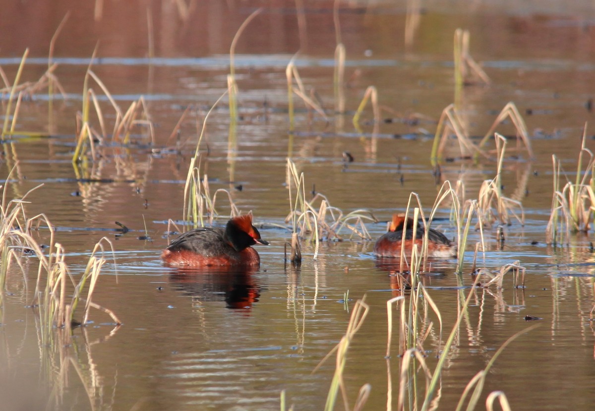 Horned Grebe - ML248471261