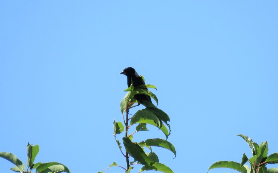 Bobolink - ML248472321