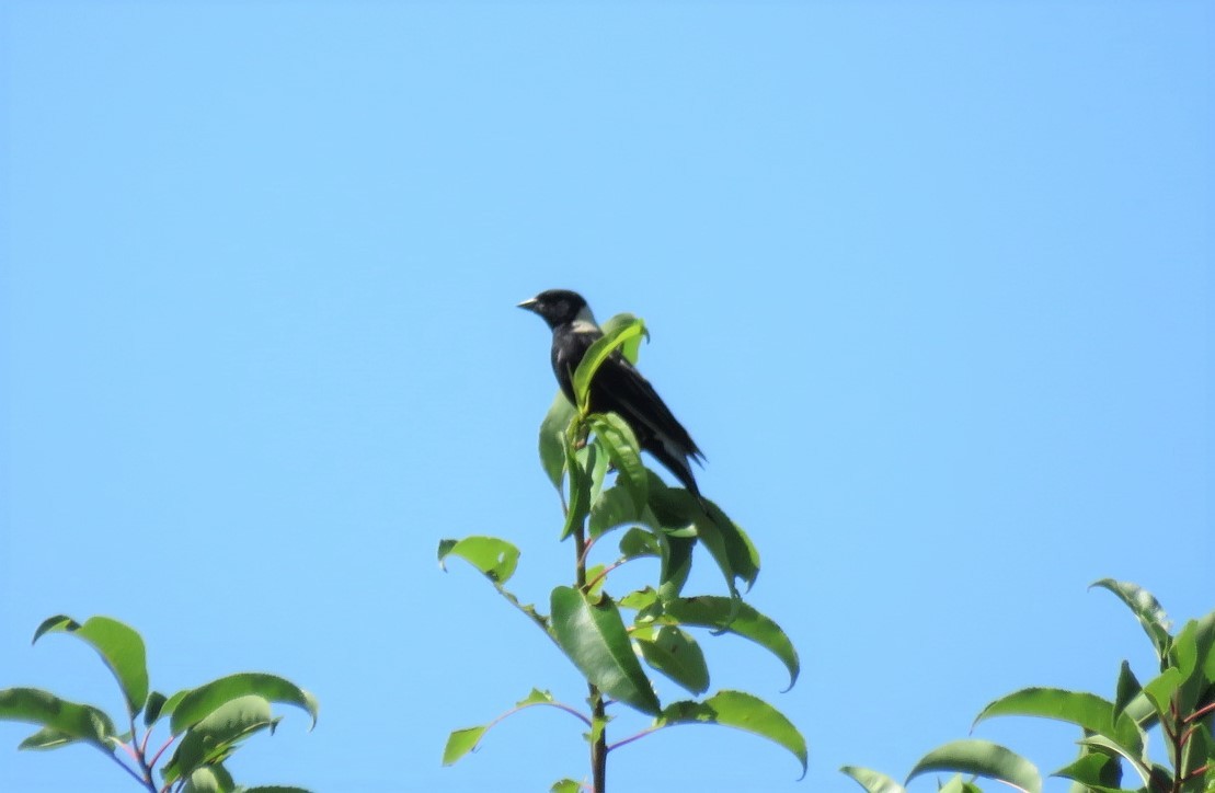 Bobolink - ML248472331