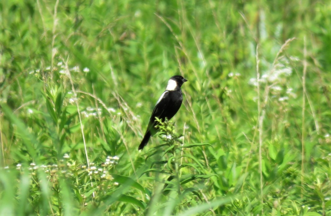 Bobolink - ML248472351