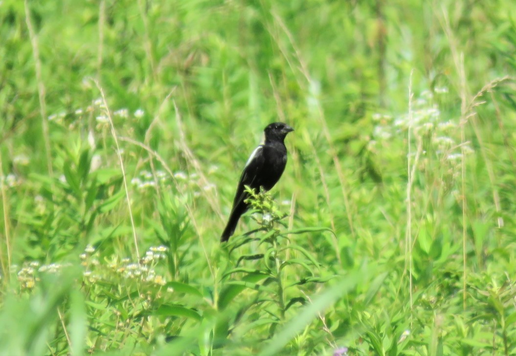 Bobolink - ML248472361