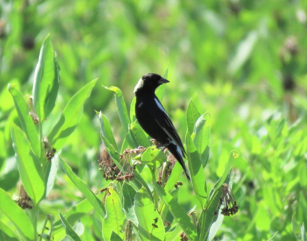 Bobolink - ML248472371