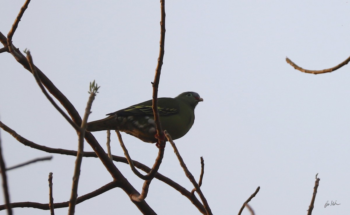 Thick-billed Green-Pigeon - Are Nakrem