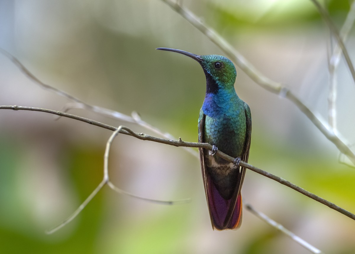 Green-breasted Mango - ML248478821