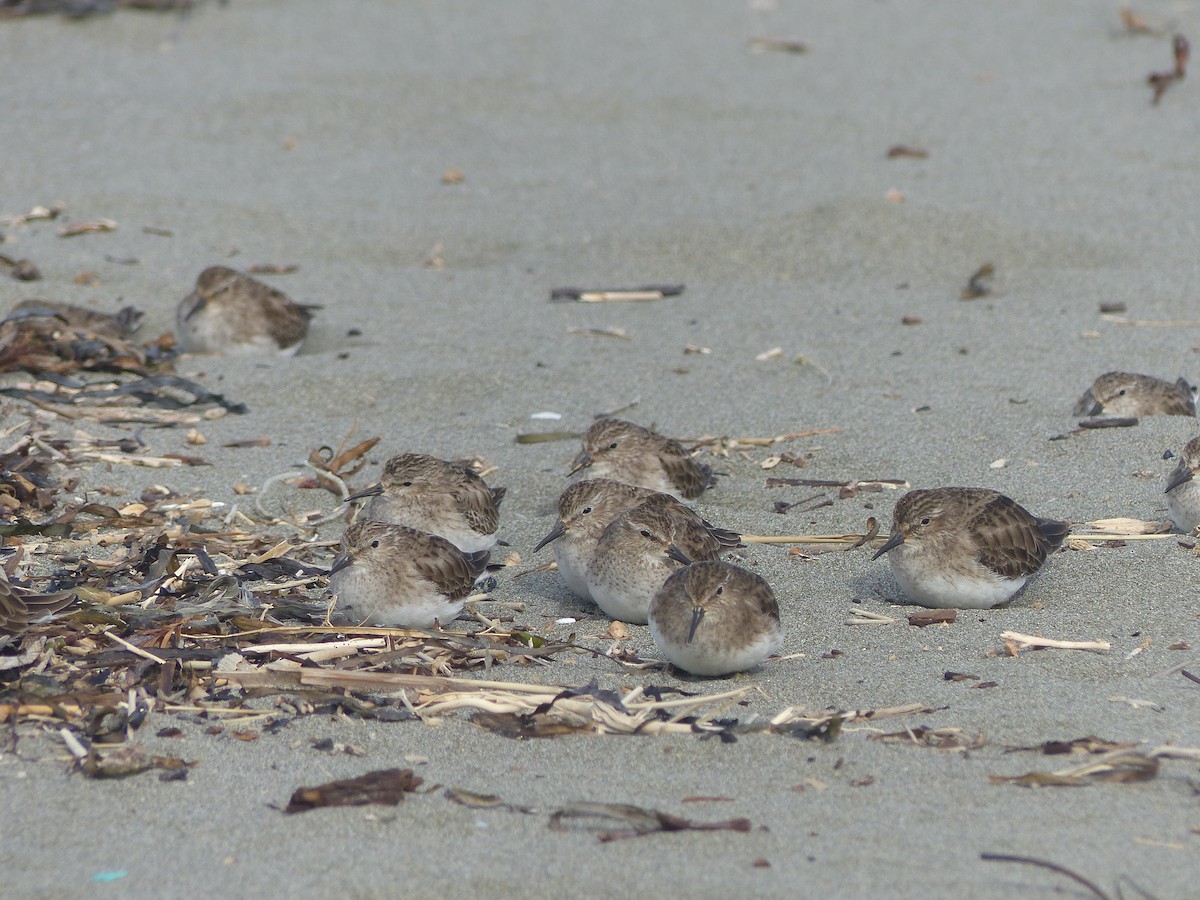 Least Sandpiper - ML24847991