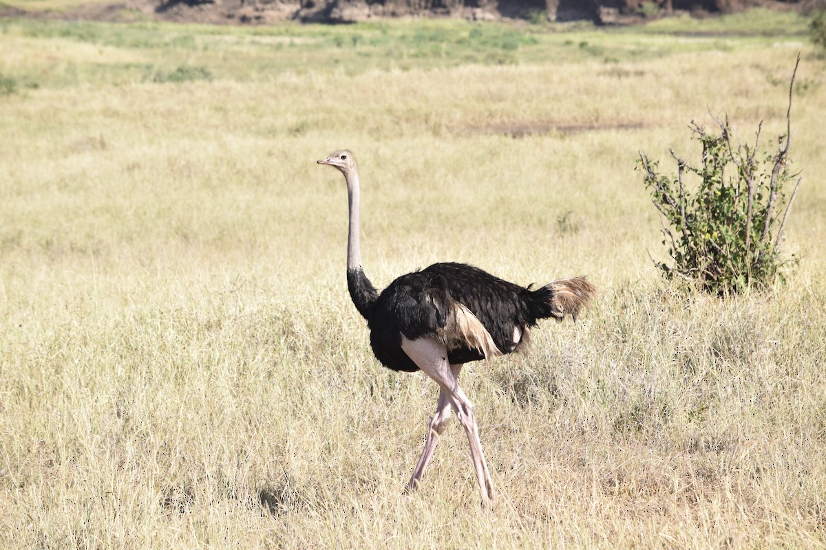 Common Ostrich - ML248479921