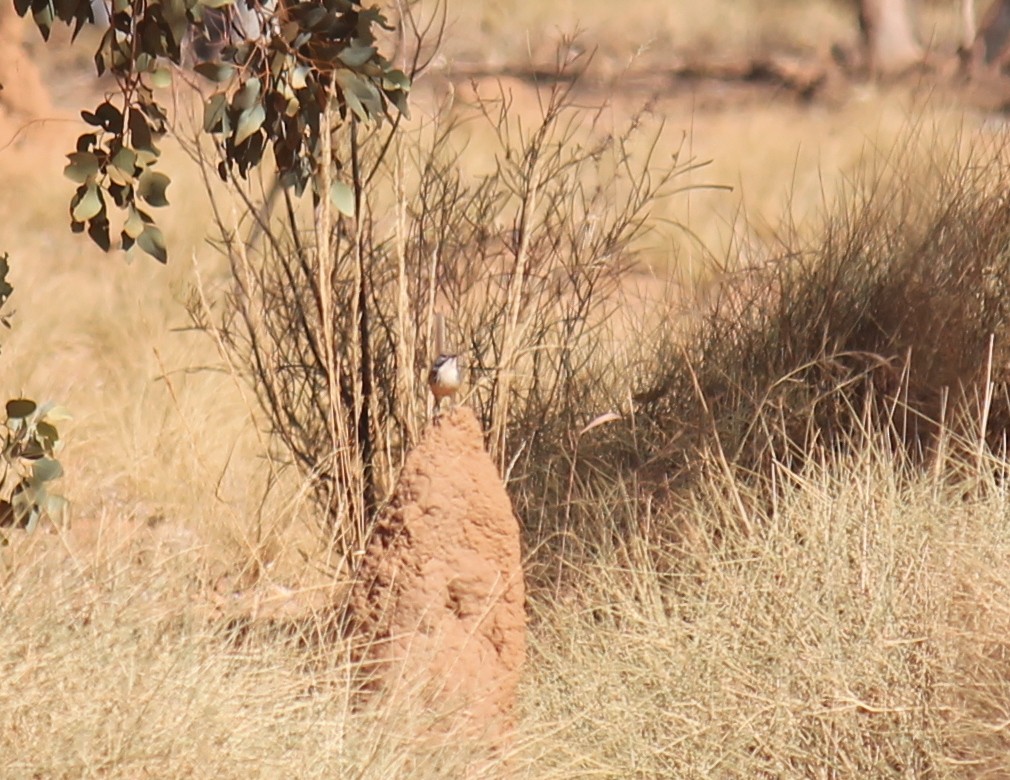 Carpentarian Grasswren - ML248480061