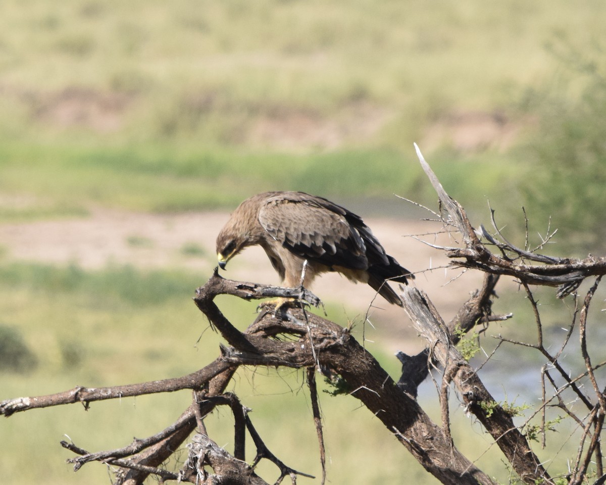 Tawny Eagle - ML248480521