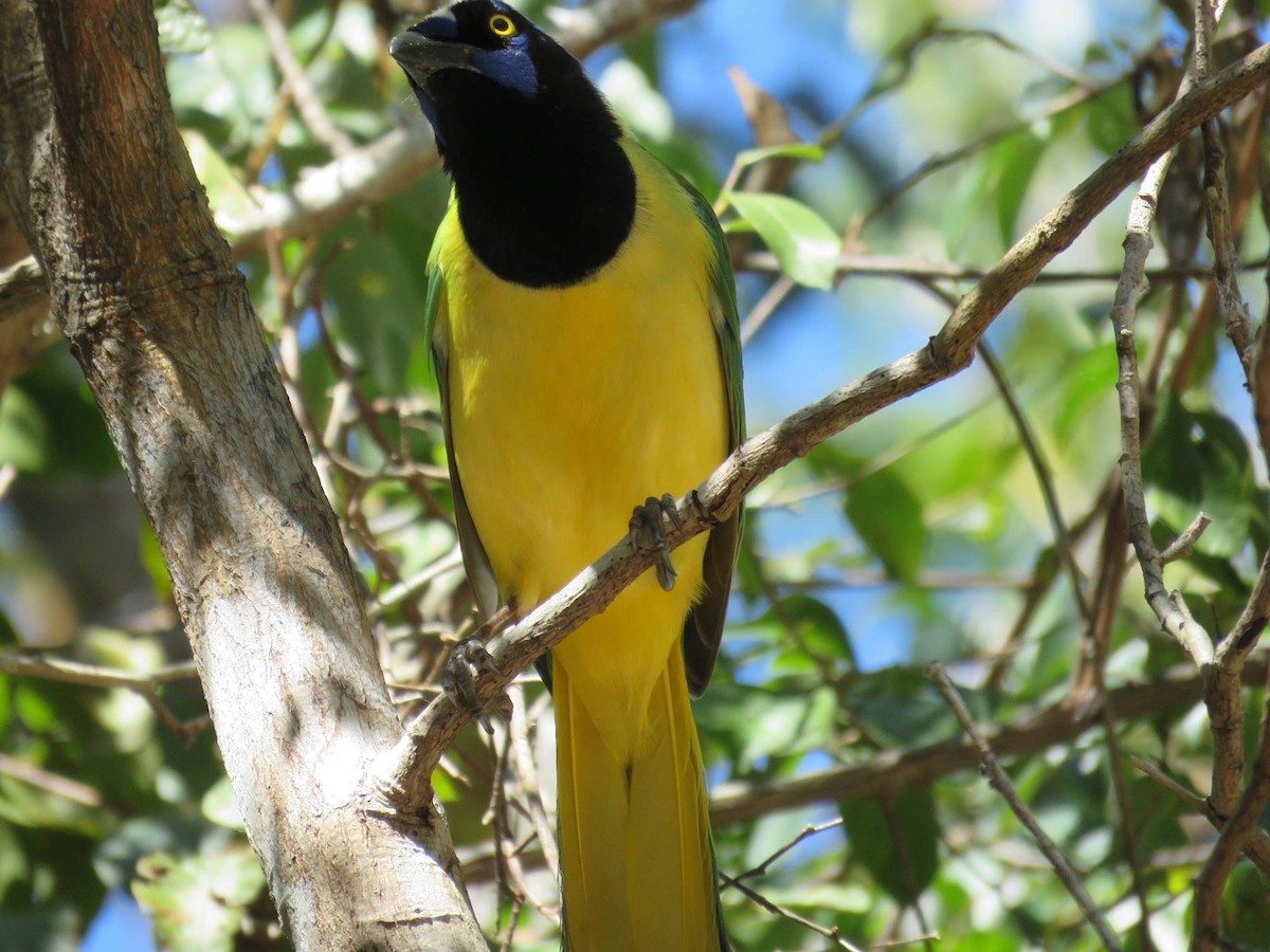 Green Jay - ML24848101