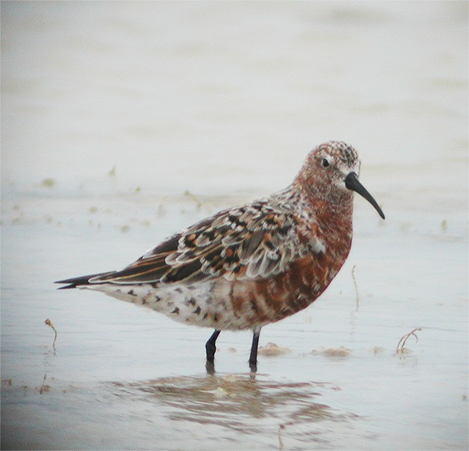 Curlew Sandpiper - ML248482101