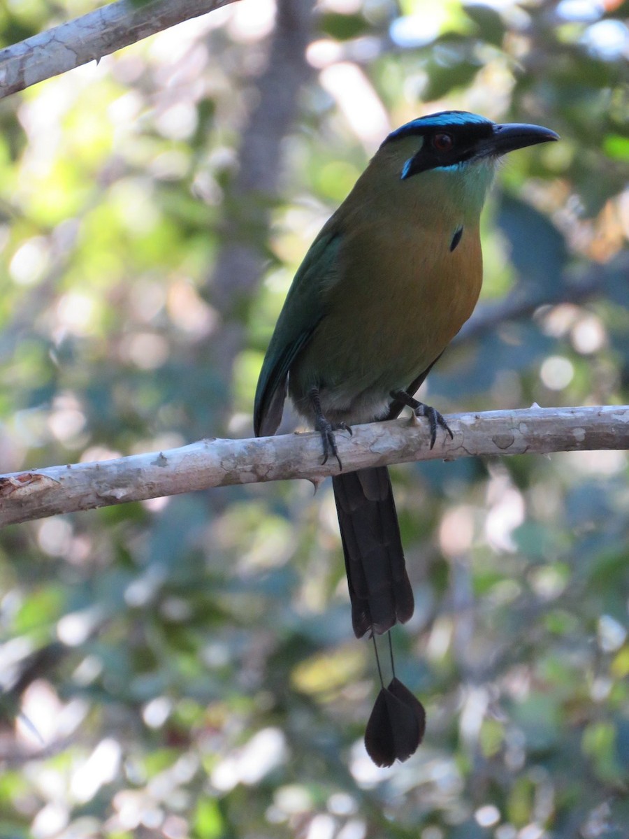 Lesson's Motmot - ML24848211