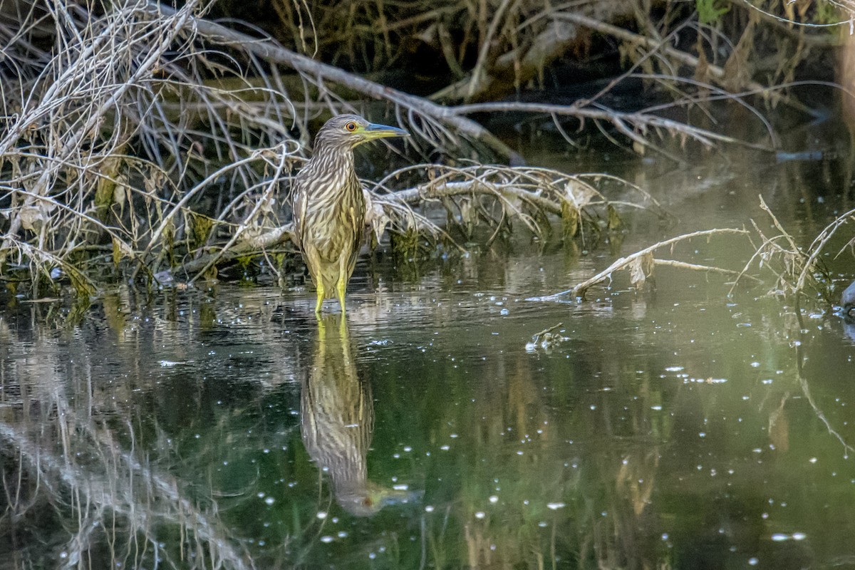 Black-crowned Night Heron - ML248482571