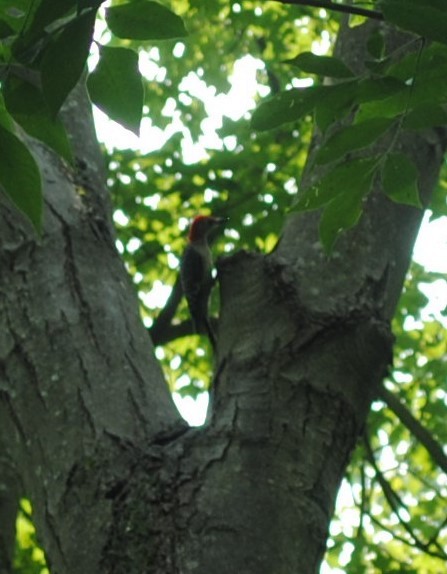 Red-bellied Woodpecker - Anna Schattauer Paillé