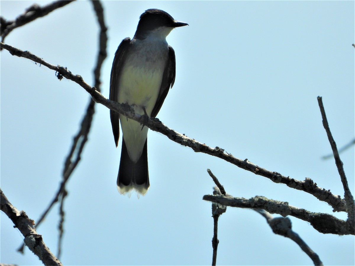 Eastern Kingbird - ML248484751