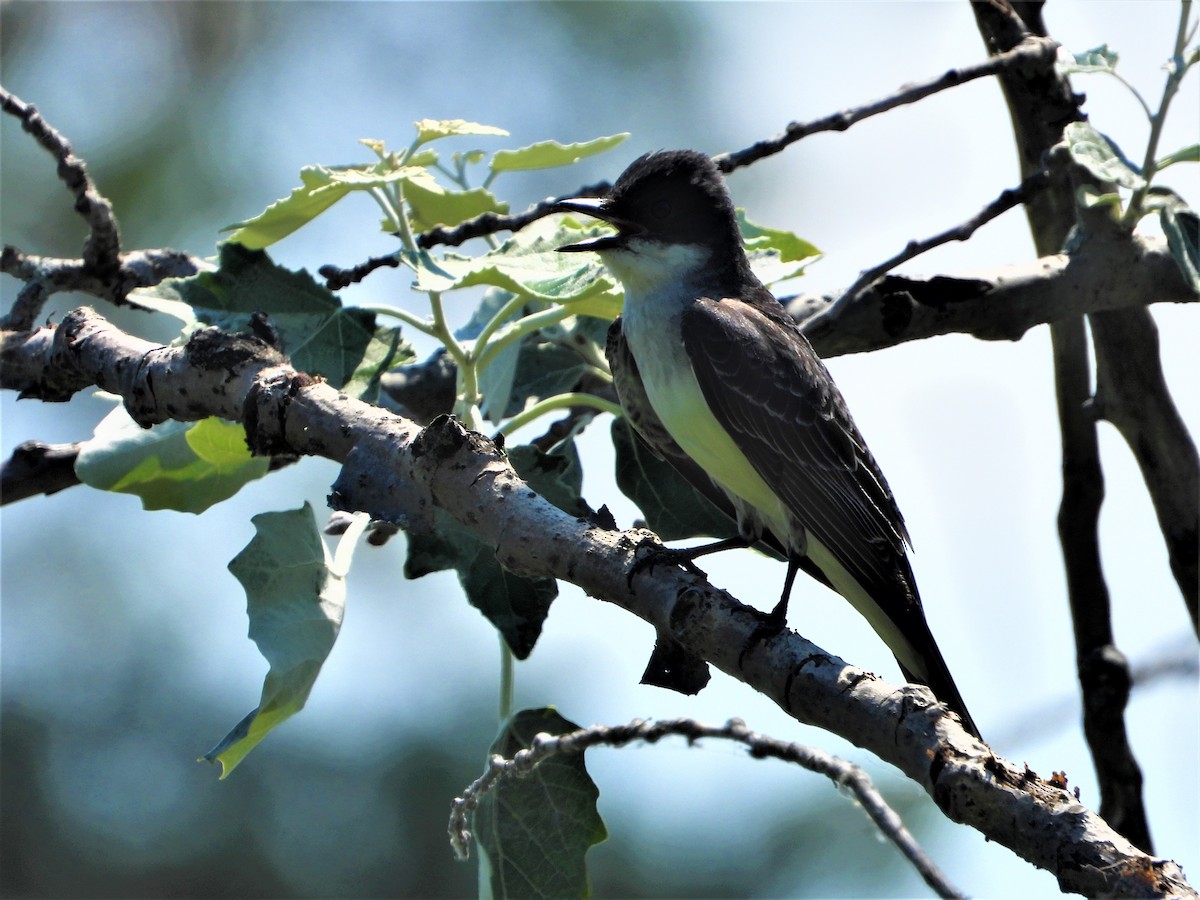 Eastern Kingbird - ML248484821