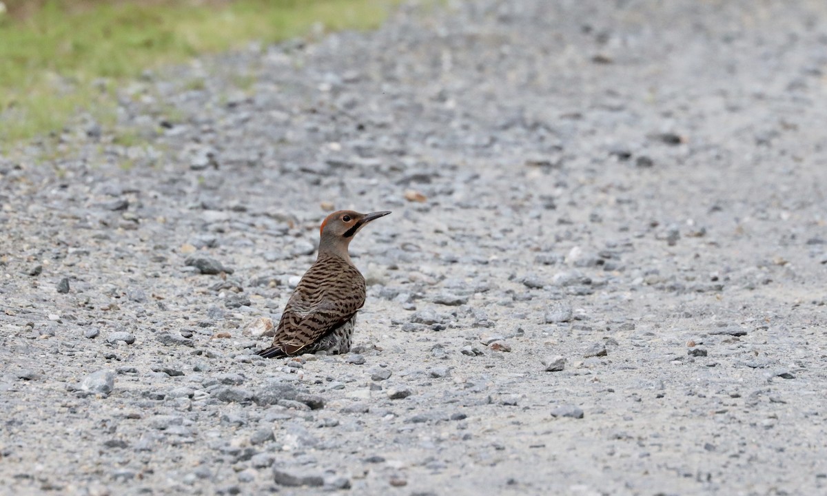 Northern Flicker (Yellow-shafted) - ML248486521