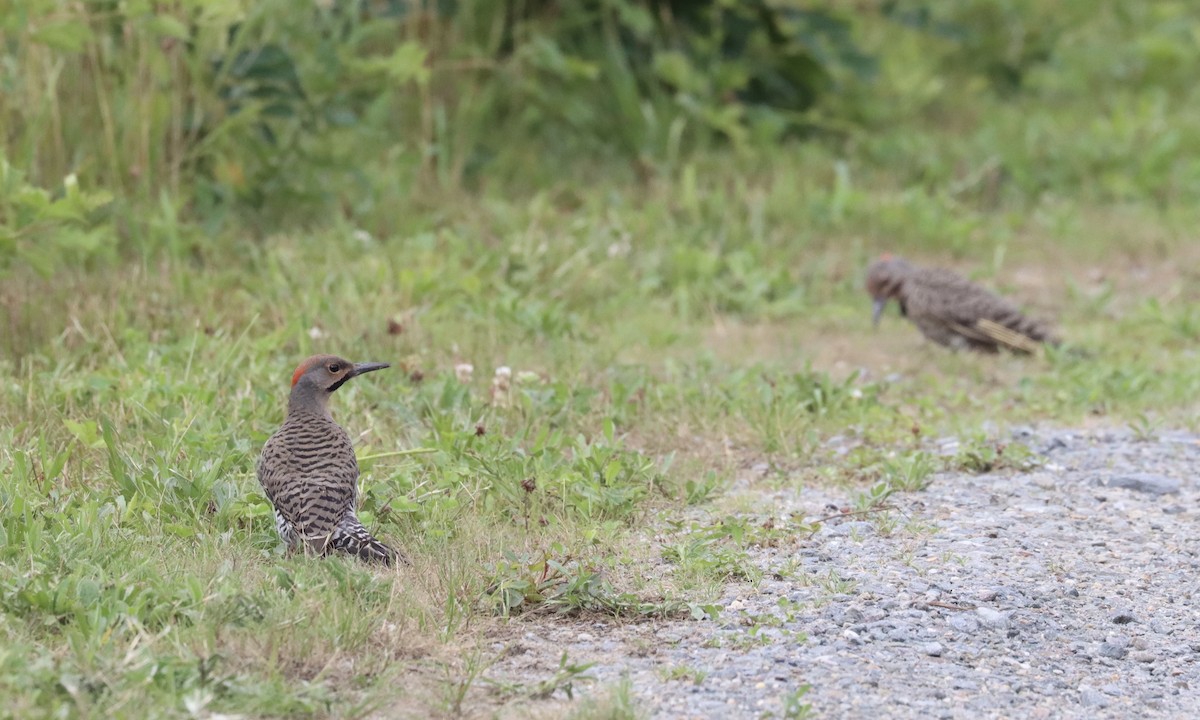 Northern Flicker (Yellow-shafted) - ML248486531