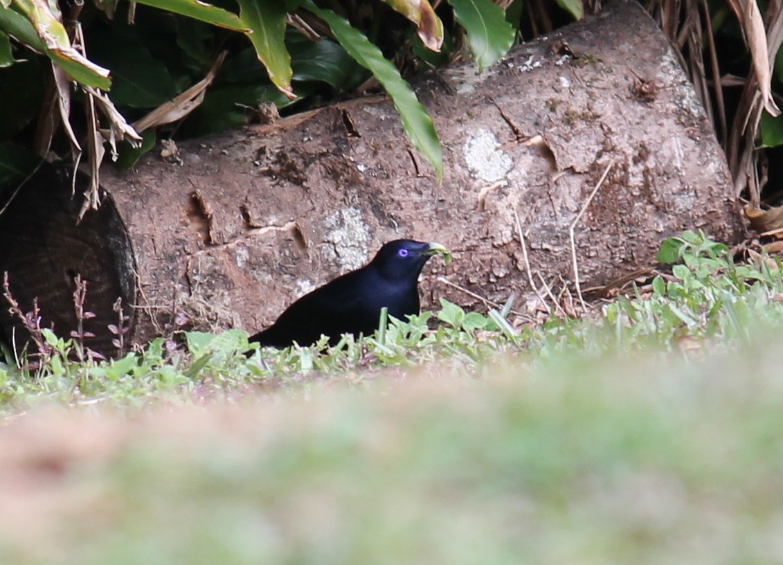 Satin Bowerbird - ML248487021