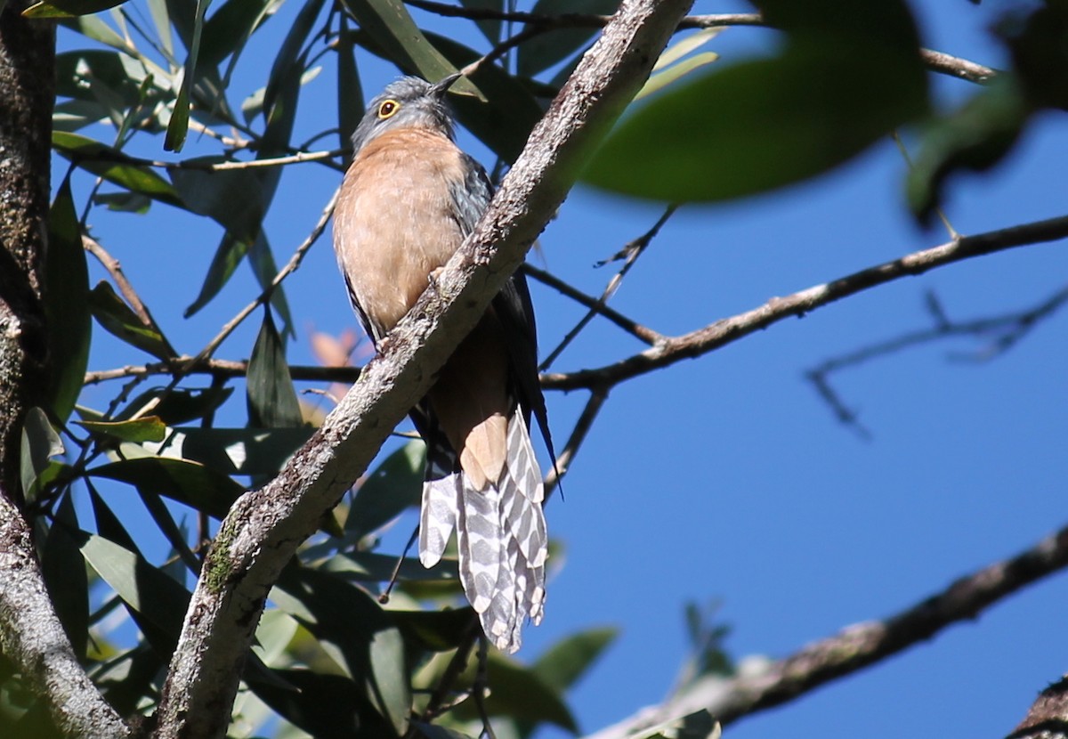 Fan-tailed Cuckoo - ML248487501