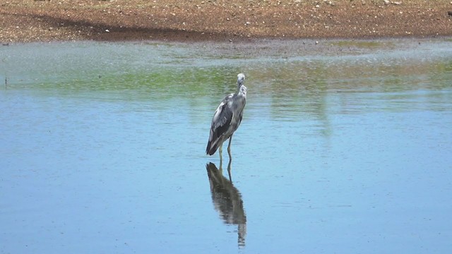 Little Blue Heron - ML248487631