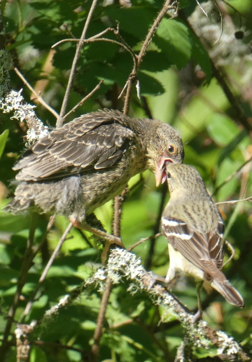 Bay-breasted Warbler - Lucie Parker