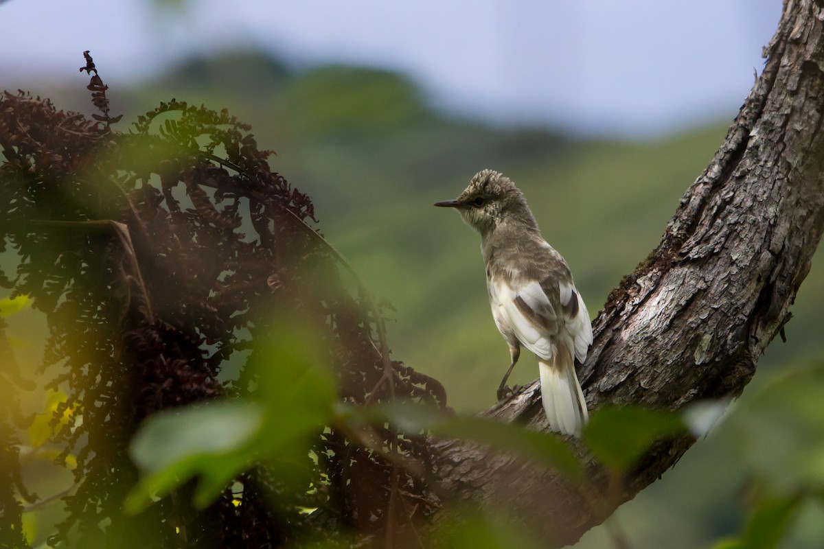 Pitcairn Reed Warbler - ML248487971