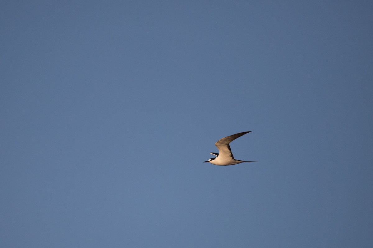 Sooty Tern - ML248488711