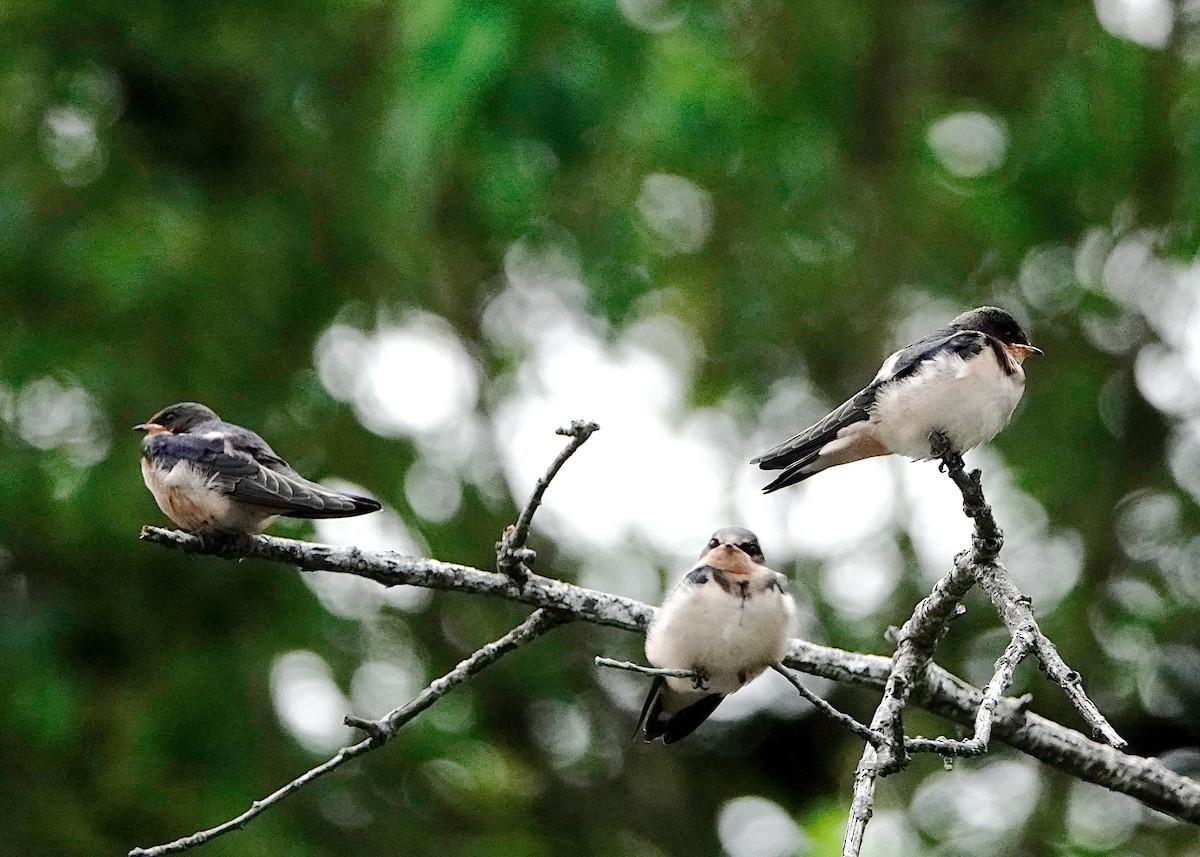 Barn Swallow - Peter Fang/ Gloria Smith