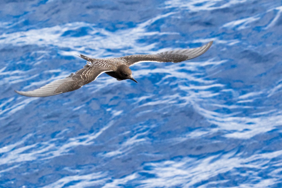 Sooty Tern - ML248490041