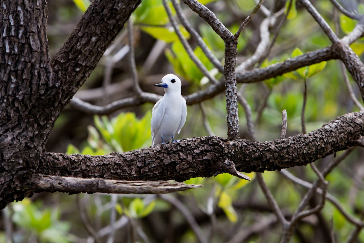 White Tern - ML248490071