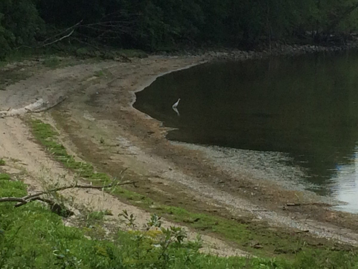 Snowy Egret - ML248490411