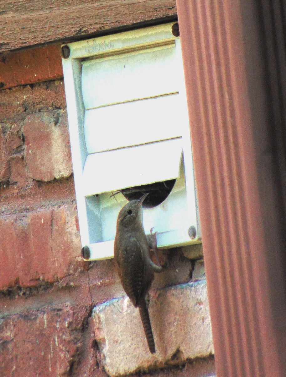 Northern House Wren - ML248492381
