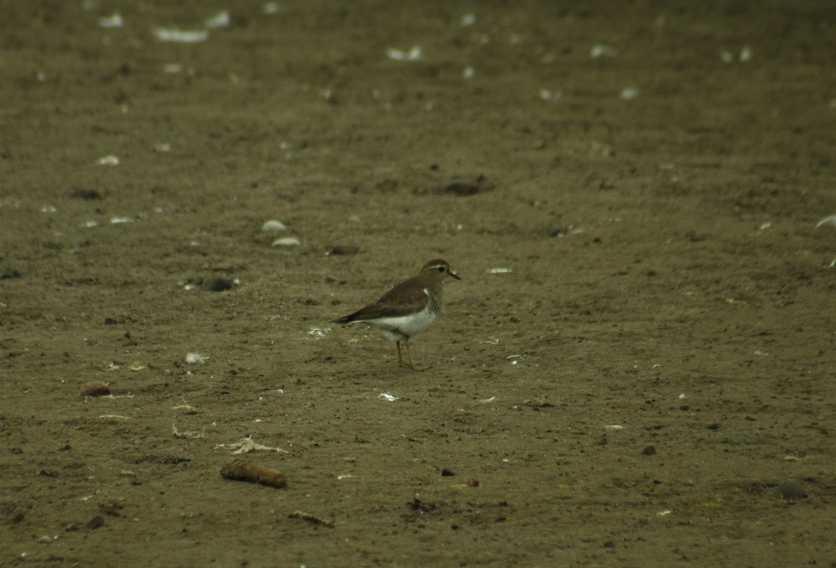 Rufous-chested Dotterel - ML248495661