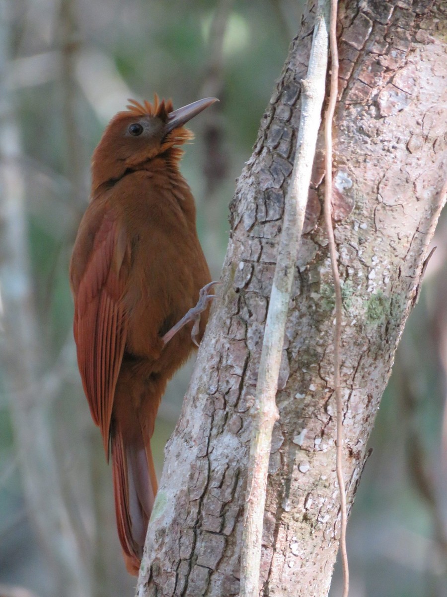 Ruddy Woodcreeper - ML24849711