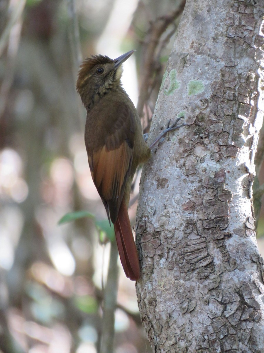 Tawny-winged Woodcreeper - ML24849741