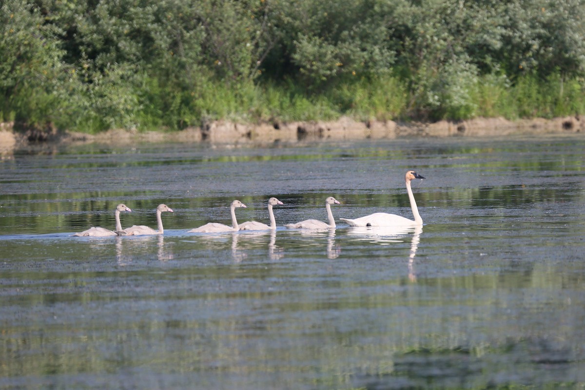 Trumpeter Swan - ML248497611