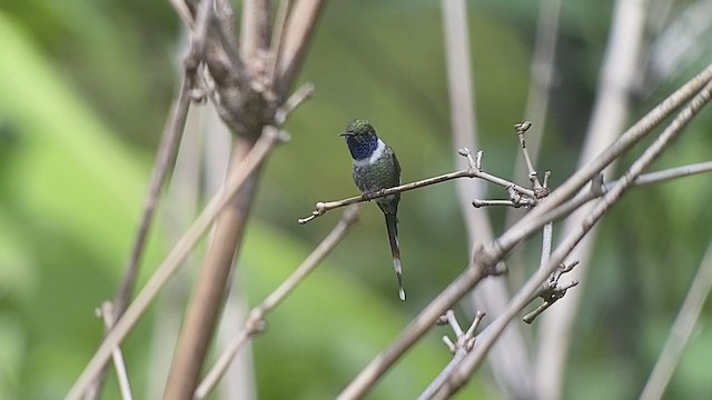 Blaukehl-Sternkolibri - ML248497651